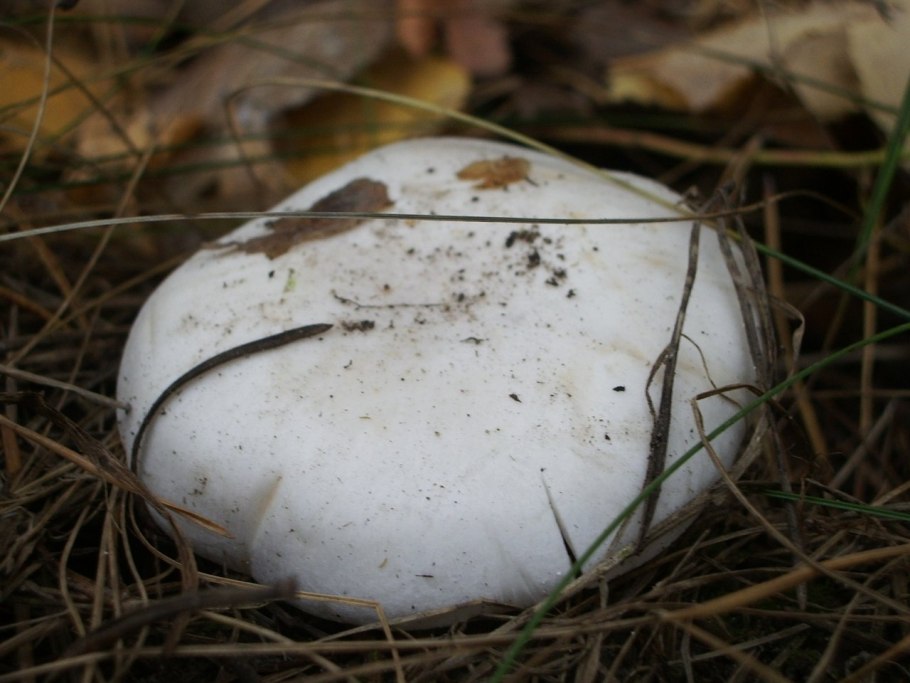 Мухомор Виттадини