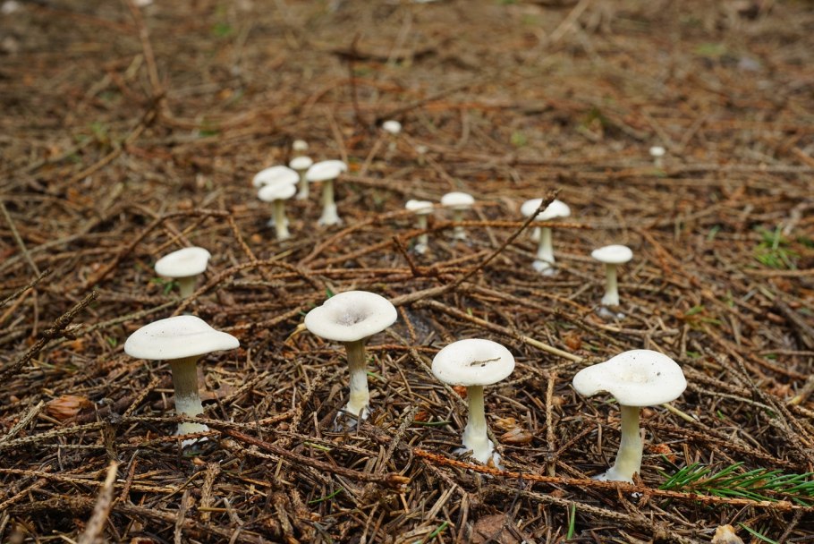 Ивишень гриб Clitopilus prunulus