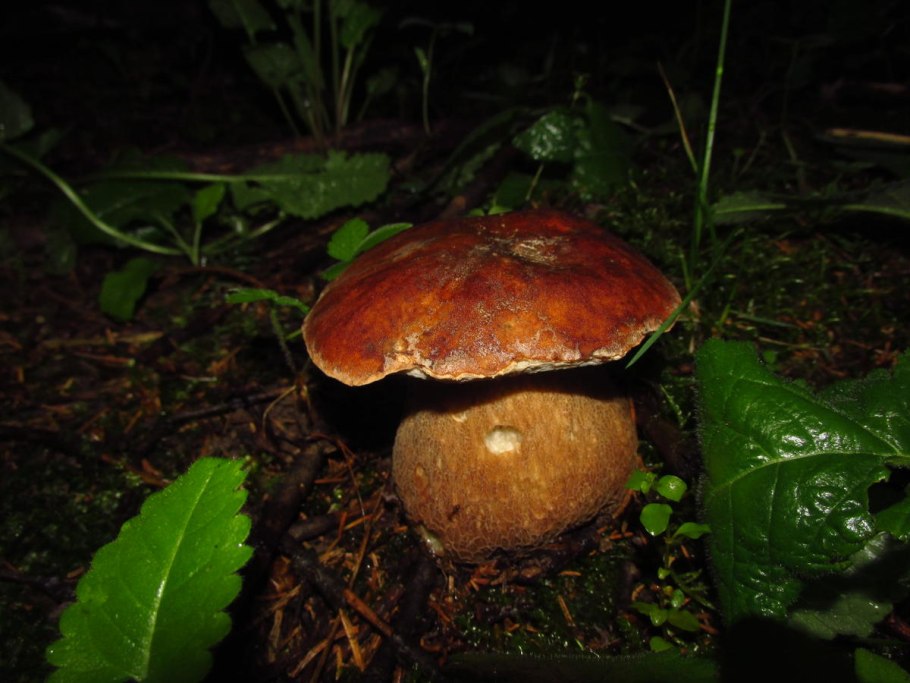 HUNTSEARCH Sericeocybe