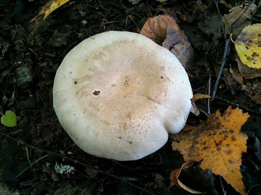 Ивишень гриб Clitopilus prunulus