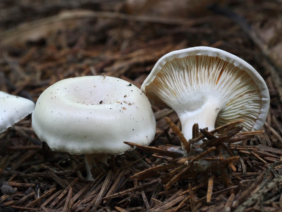 Подвишенник гриб