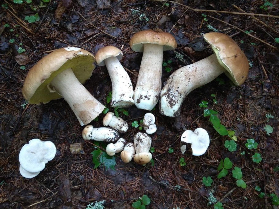 Гриб говорушка беловатая