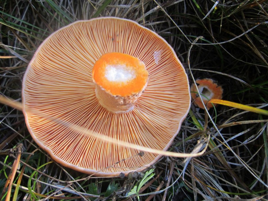 Ивишень гриб Clitopilus prunulus