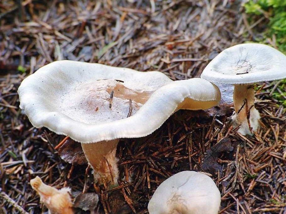 Рядовка Clitopilus truncatus