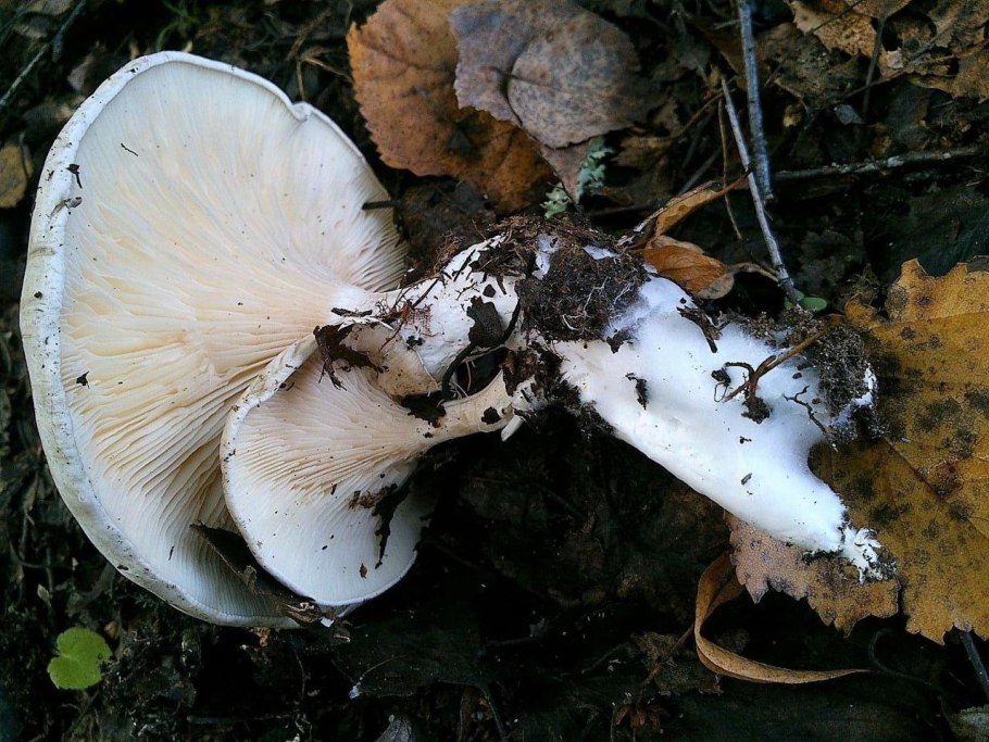 Ивишень (Clitopilus prunulus)