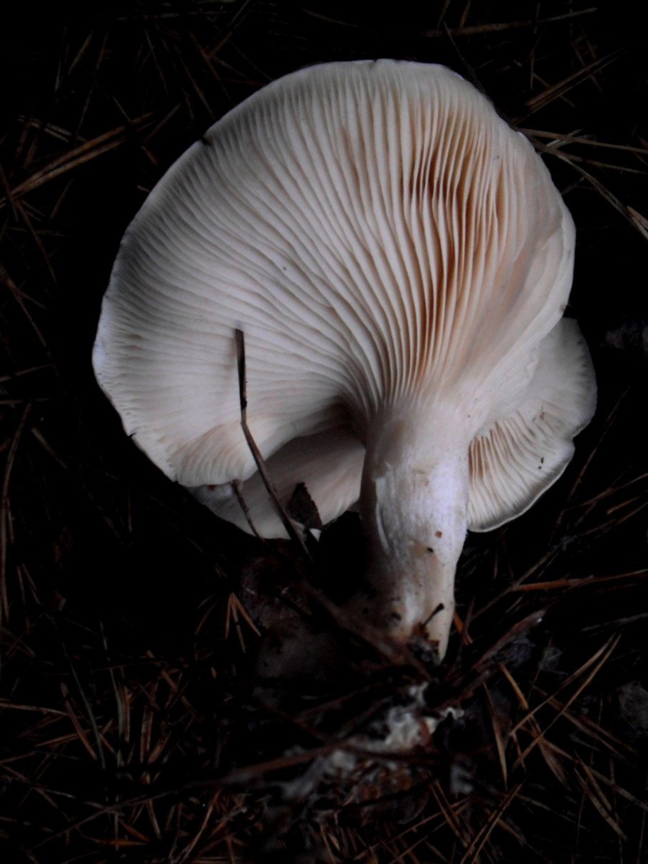 Гриб Вишняк фото и описание