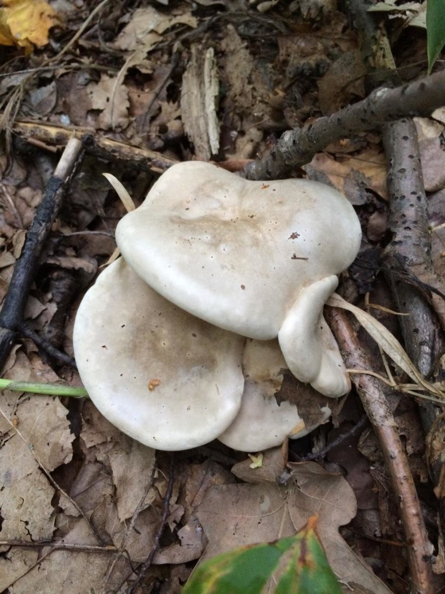 Ивишень гриб Clitopilus prunulus