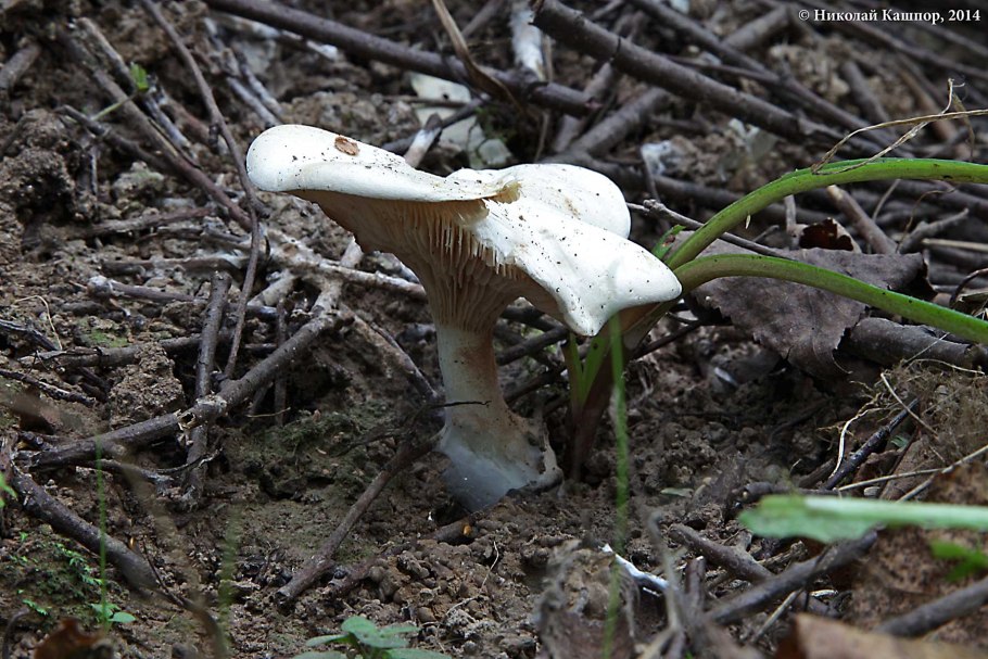 Ивишень гриб Clitopilus prunulus