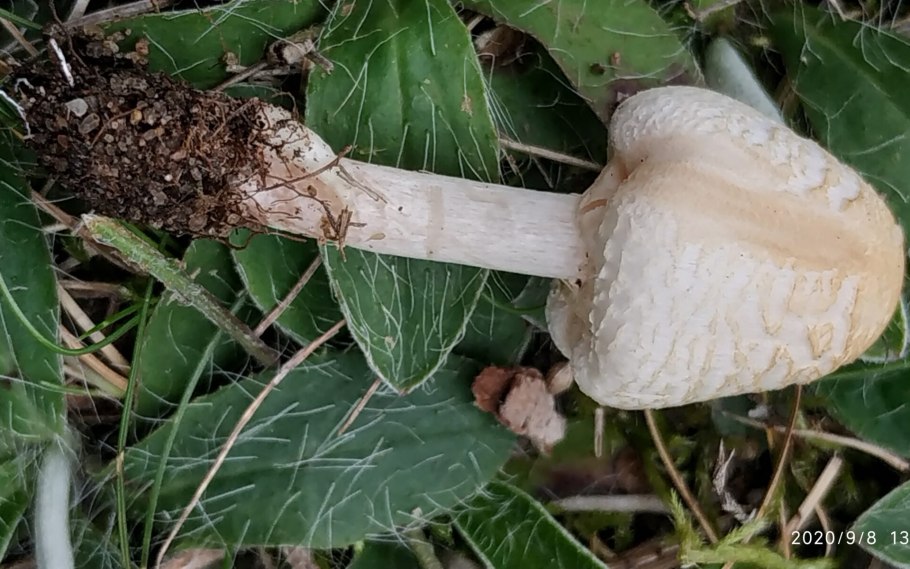 Большие грибы на юге