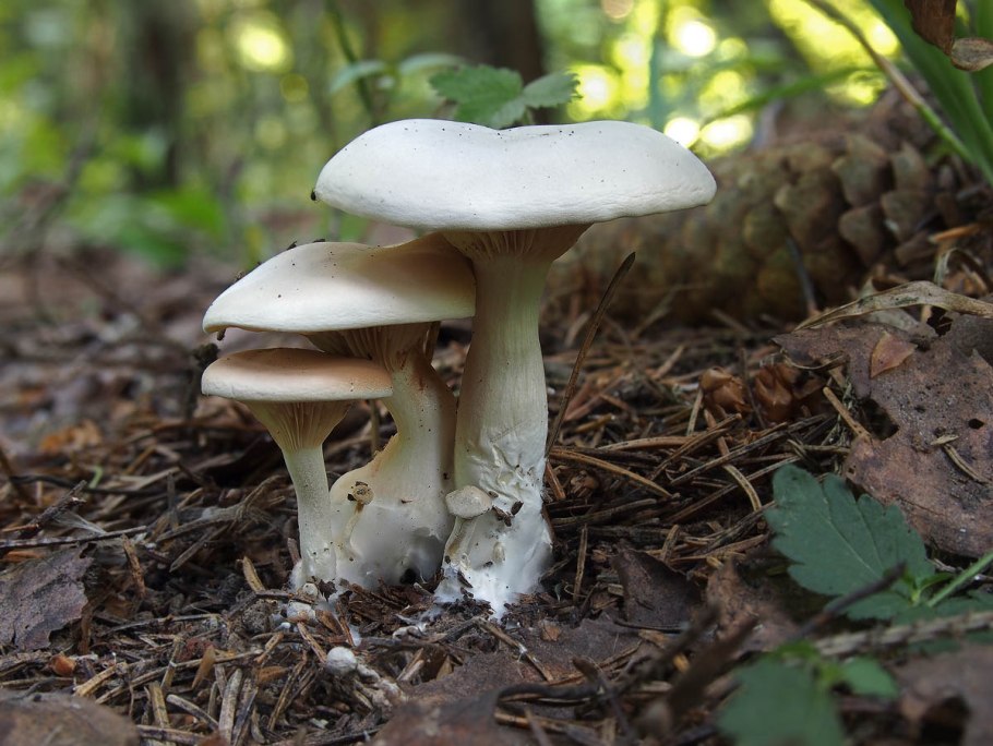Говорушка восковатая Clitocybe phyllophila