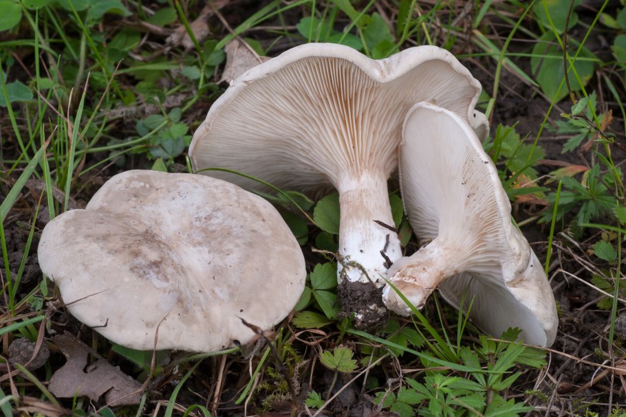 Говорушка листолюбивая