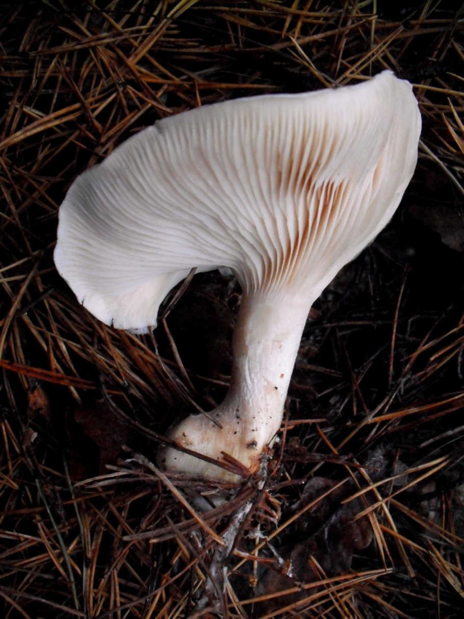 Clitopilus albovelutinus