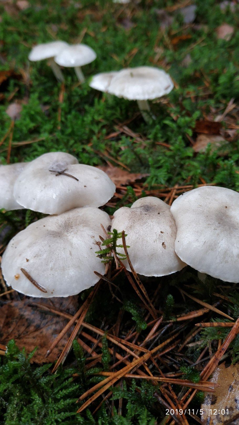 Грибы двойники подвишень