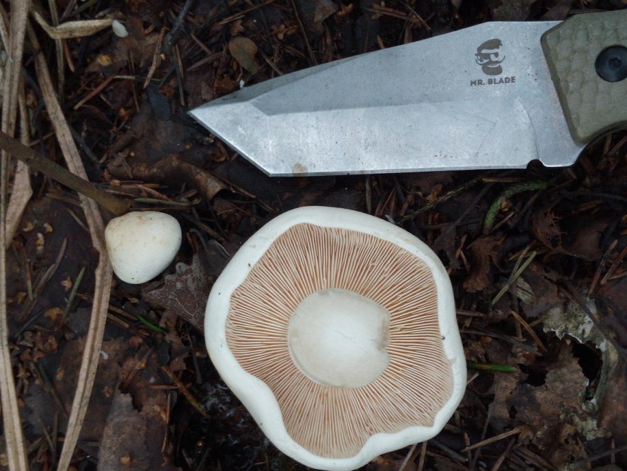 Мицелий грибов паутинник превосходный