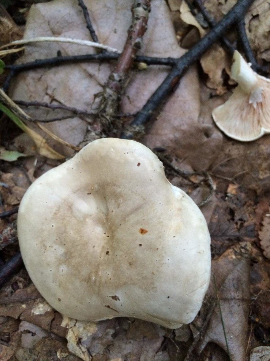 Clitopilus cystidiatus