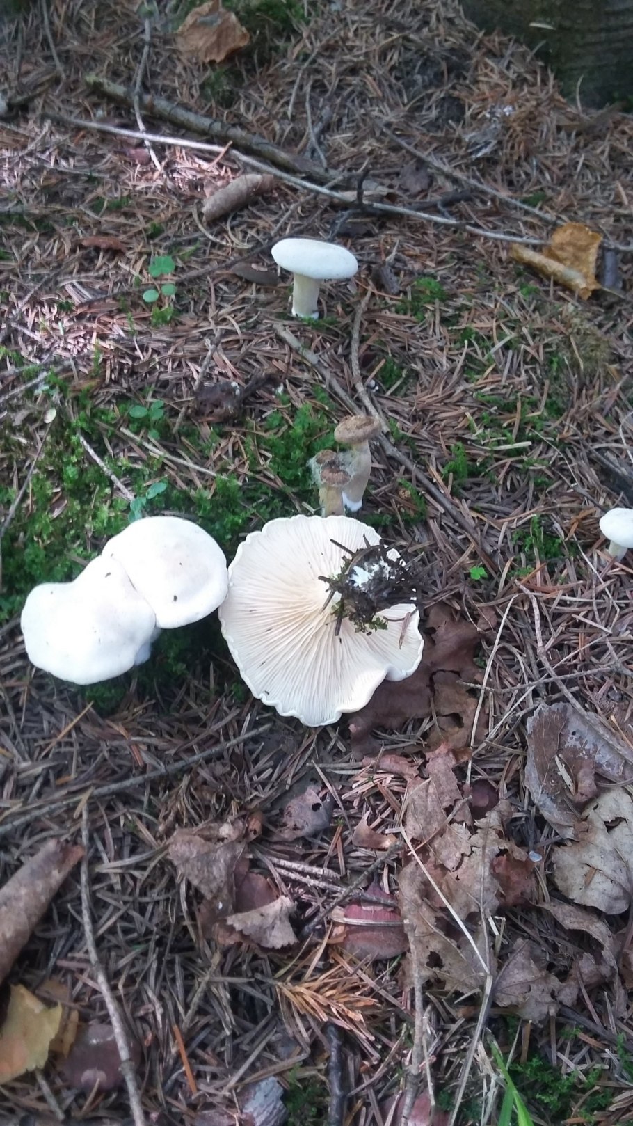 Грибы в Болгарии