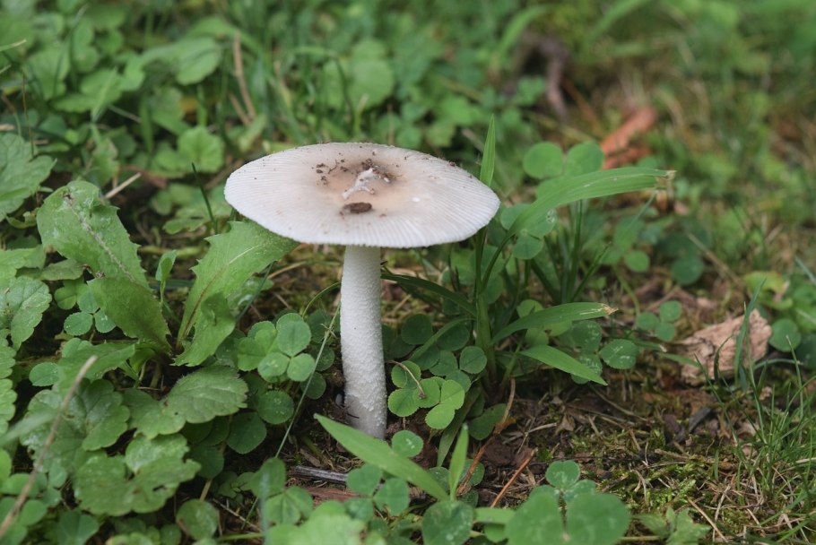 Мицена тонконогая