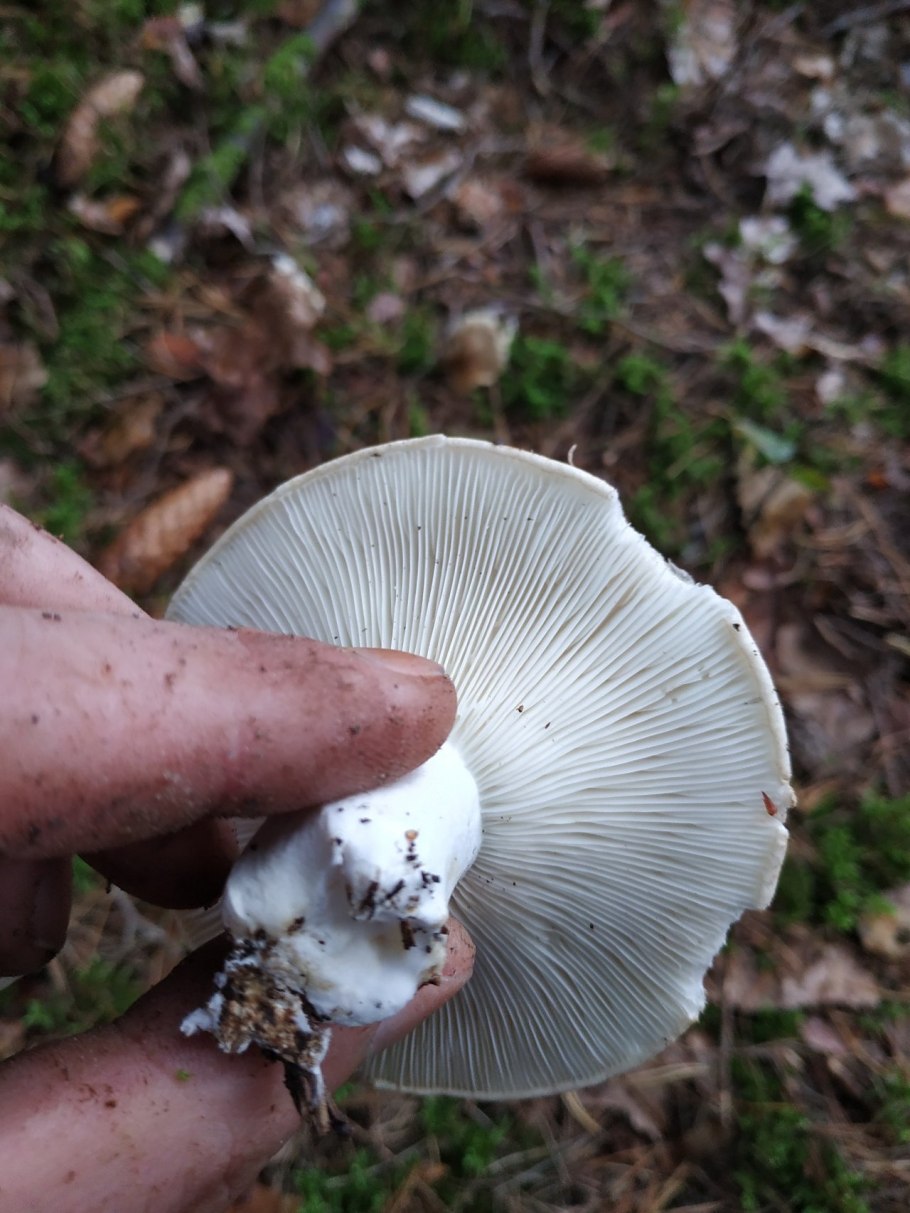 Russula Delica (подгруздок белый)