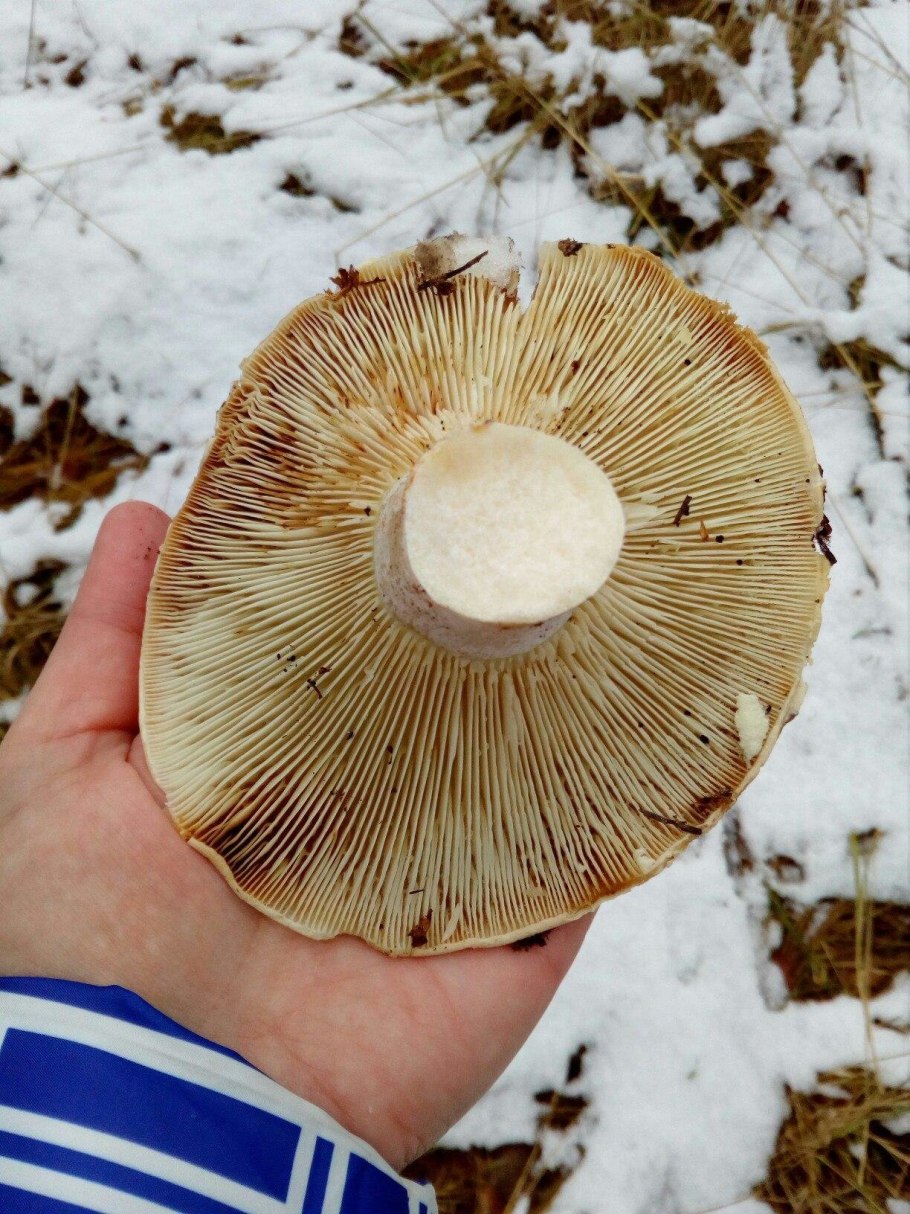 Подгруздок Russula adusta