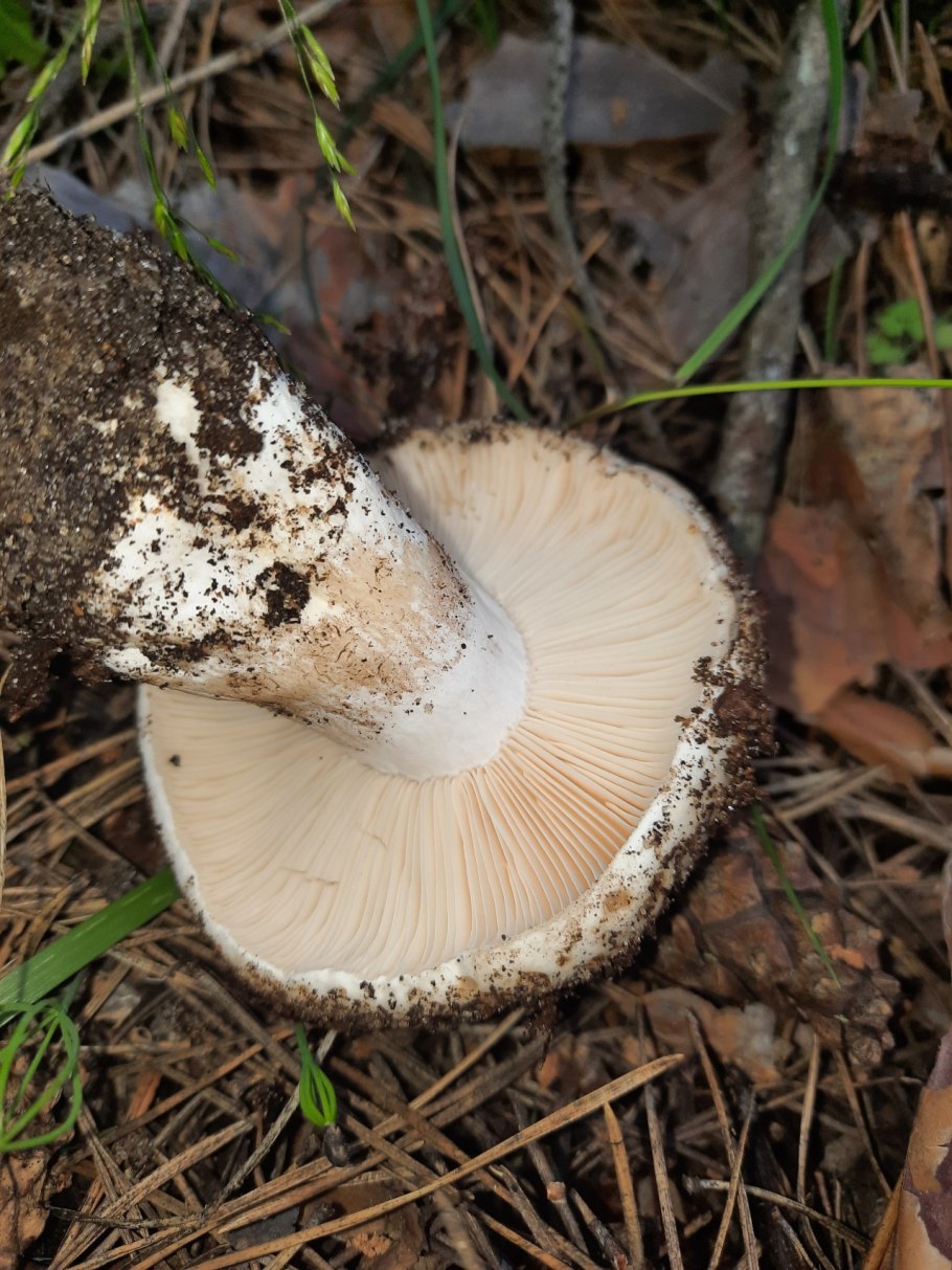 Подгруздок чёрный Russula adusta.