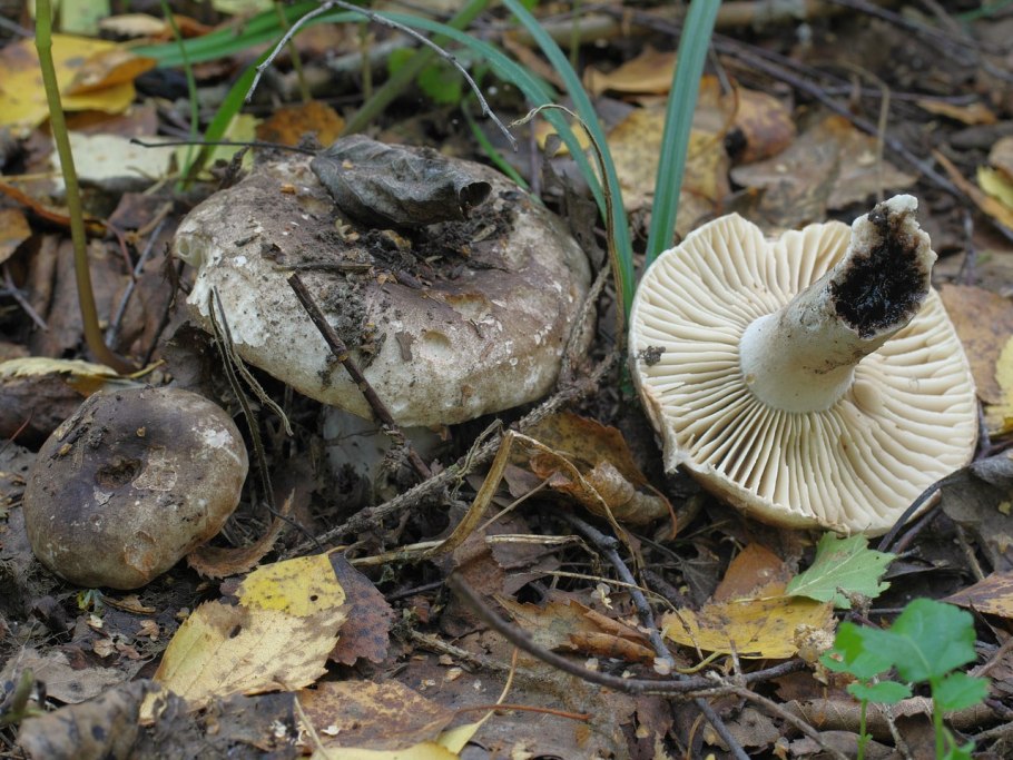 Russula Delica (подгруздок белый)