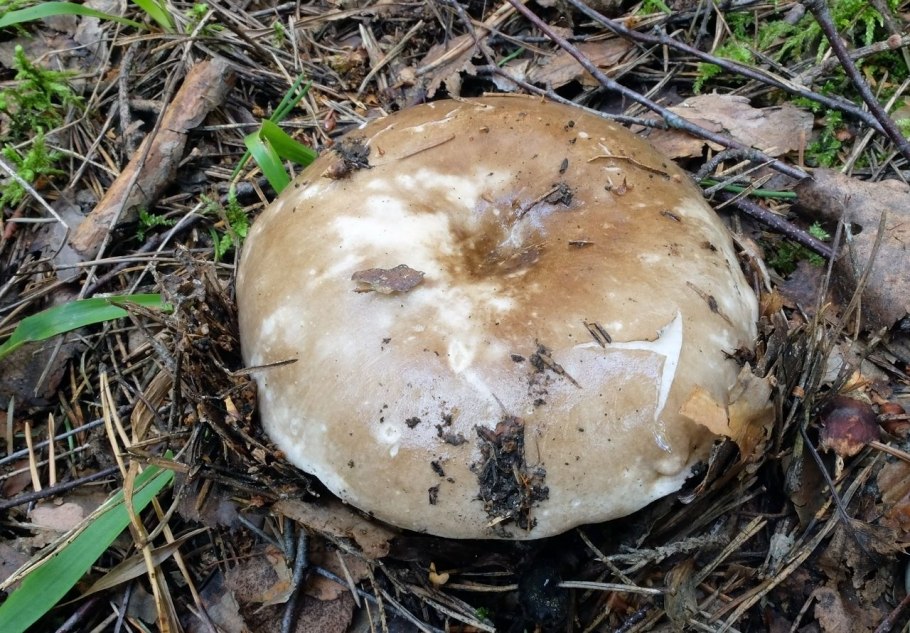 Подгруздок чёрный russula adusta