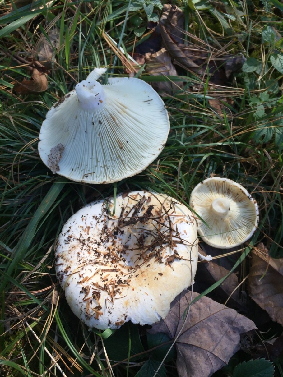 Подгруздок частопластинчатый