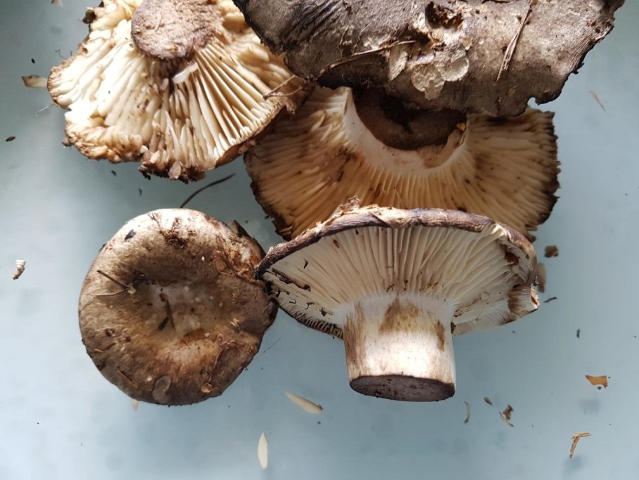 Подгруздок чернеющий