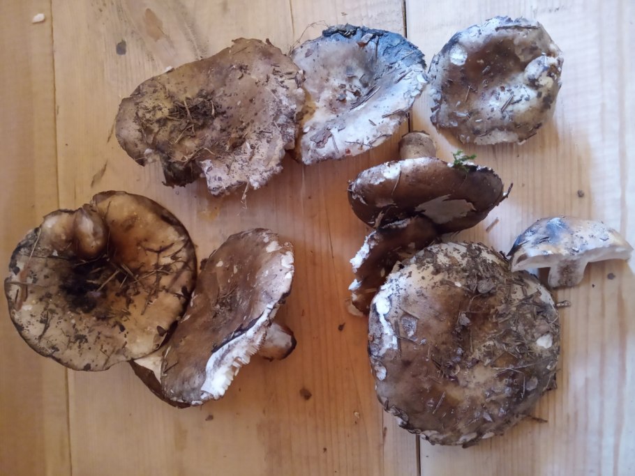 Russula Delica (подгруздок белый)