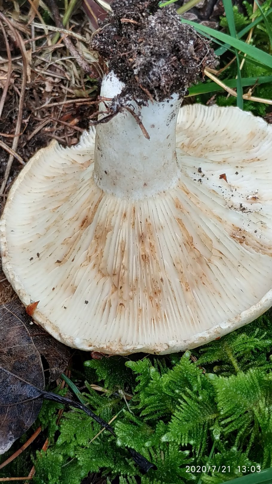 Гриб подгруздок черный