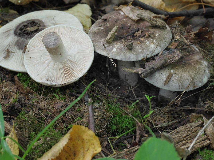 Подгруздок Russula adusta