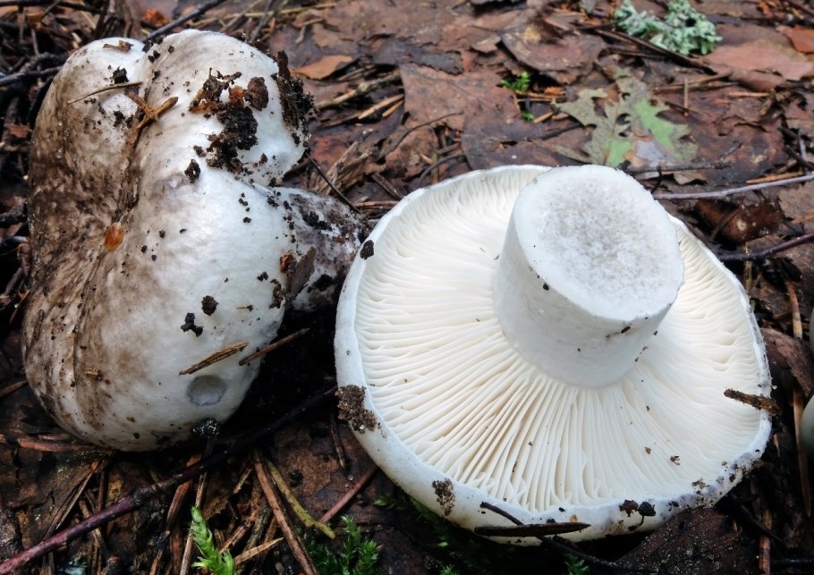 Подгруздок чёрный Russula adusta.