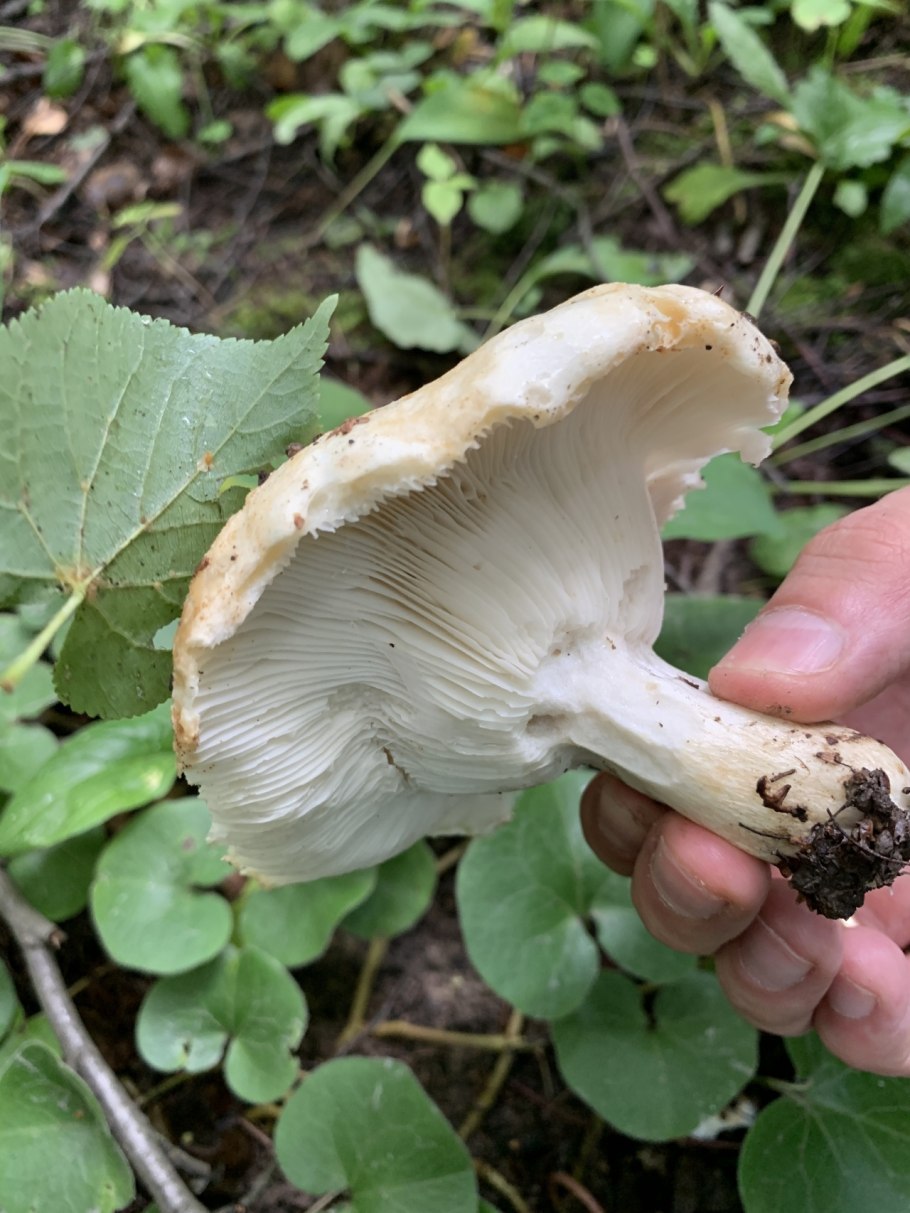 Гриб подгруздок белый