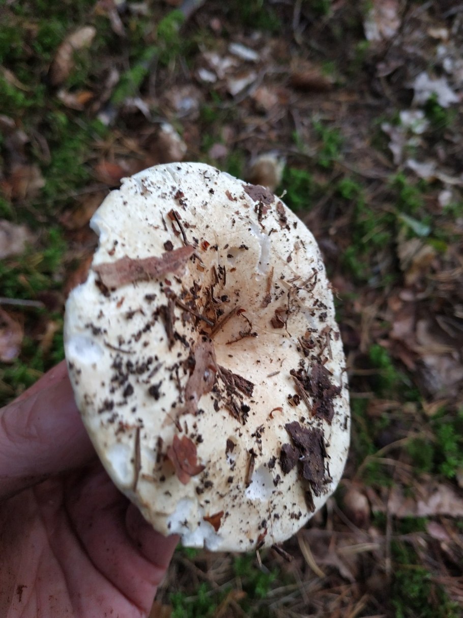 Гриб беляк белый подгруздок