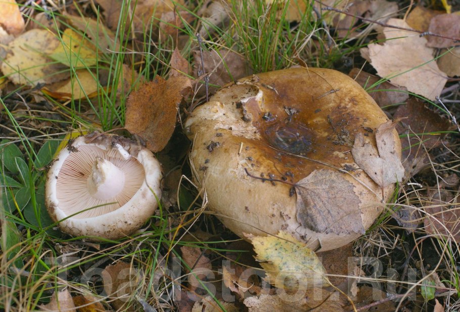Подгруздок чёрный Russula adusta.