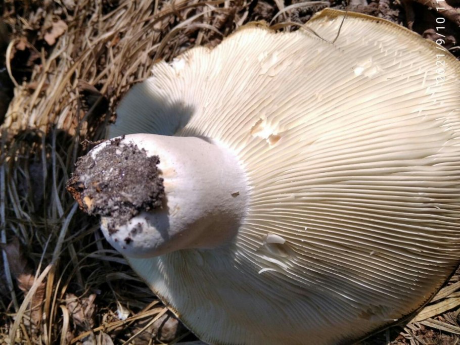 Подгруздок Russula adusta