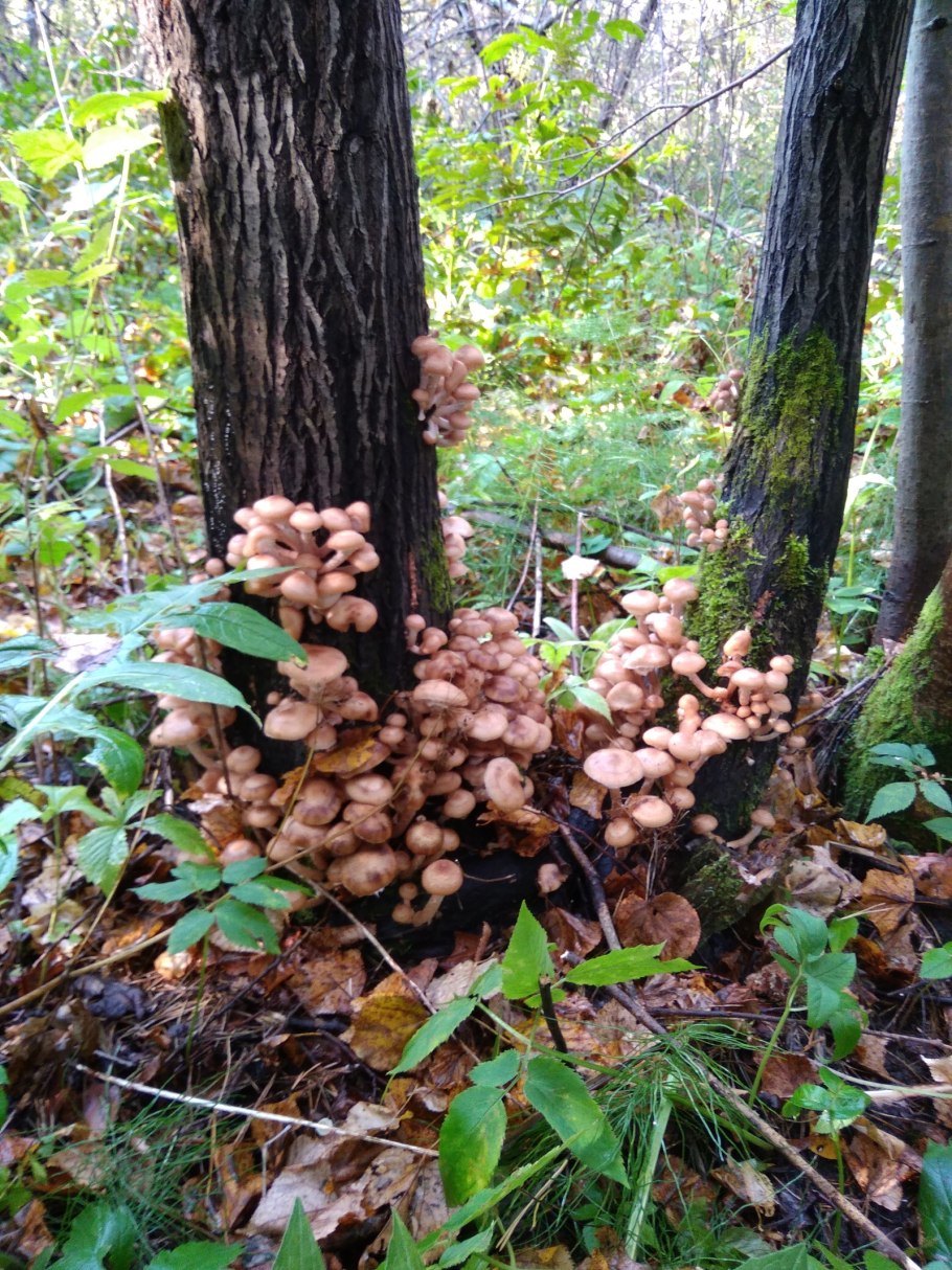 Агарикус съедобный гриб