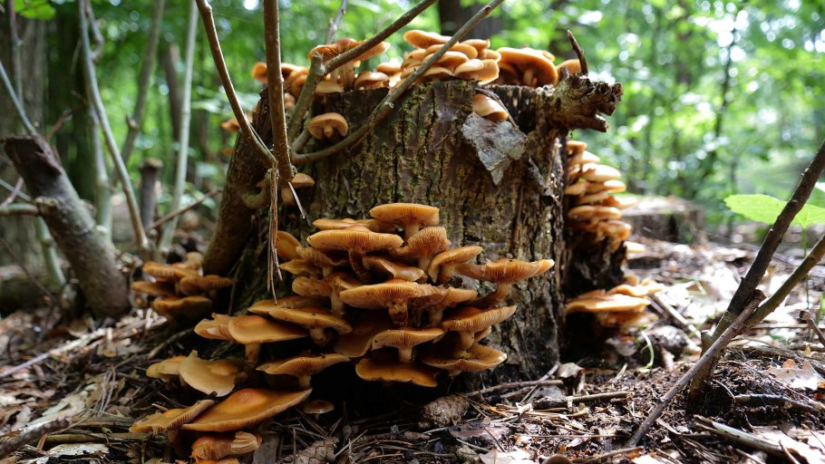 Поганки похожие на опята