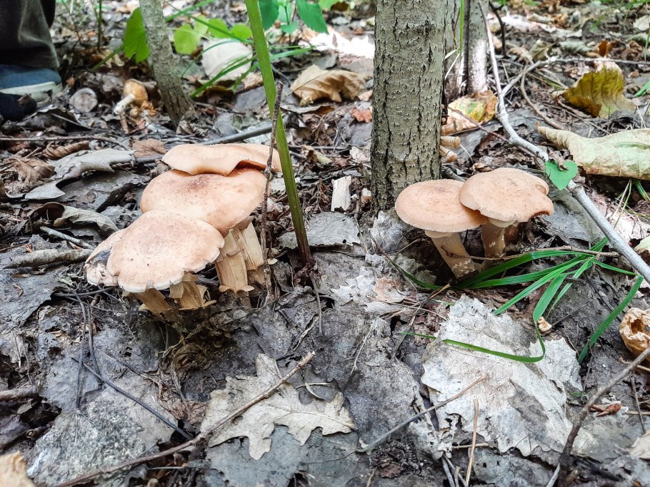 Опята в каких лесах водятся