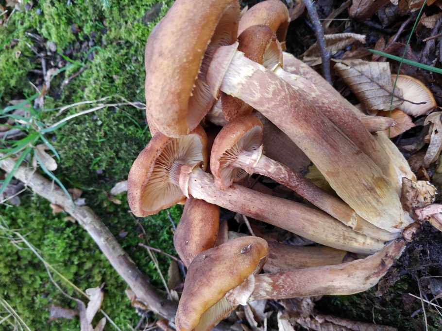 3. Armillaria mellea – опенок осенний