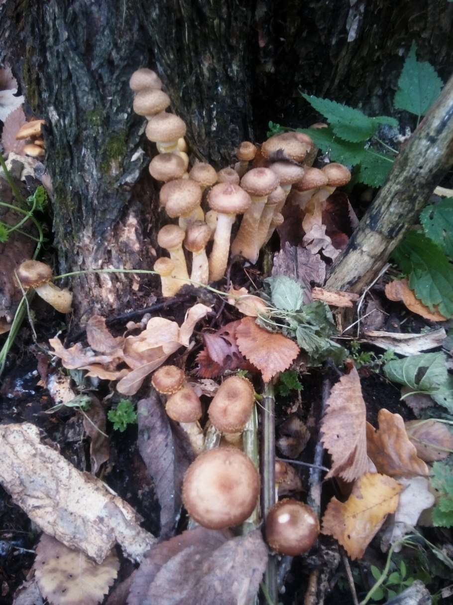 Дубовые опята