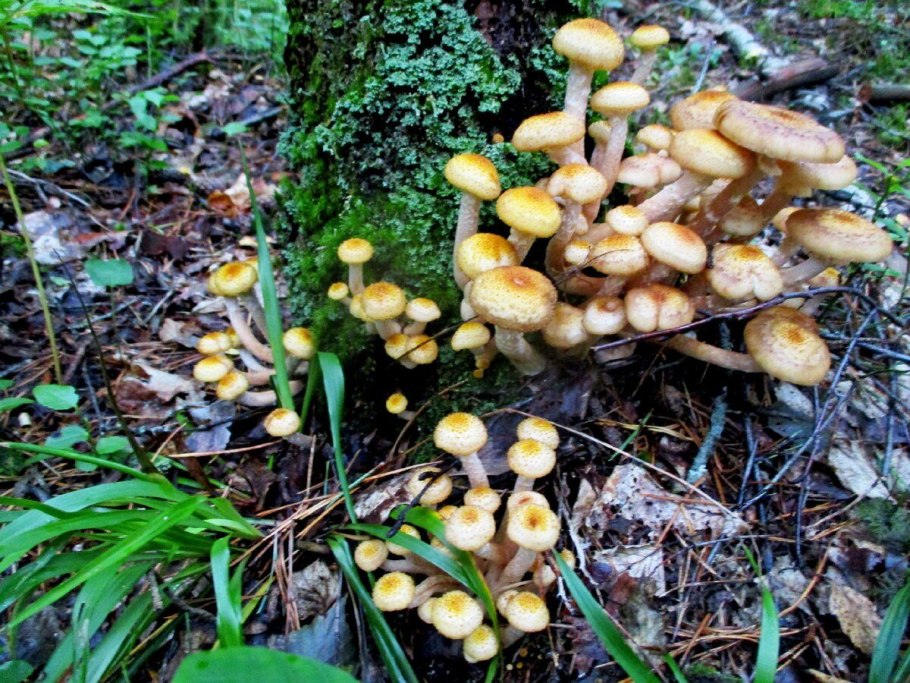 Съедобные грибы опята в Калининградской области