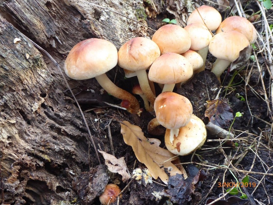 Красные опята