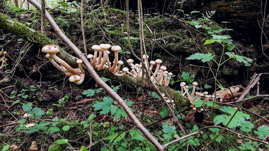 Опенок луговой негниючник