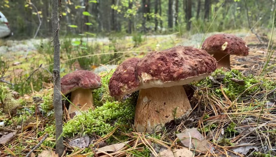 Грибы в Дубовом лесу осенью