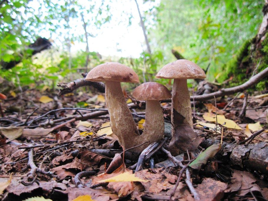 Опята на Поляне