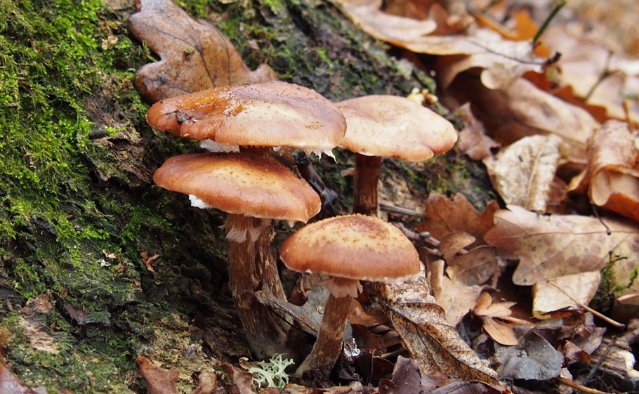 Что это за гриб фото