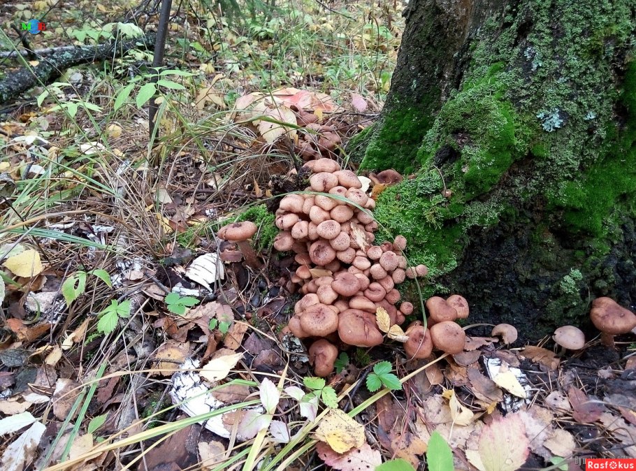 Опенок темный Armillaria ostoyae