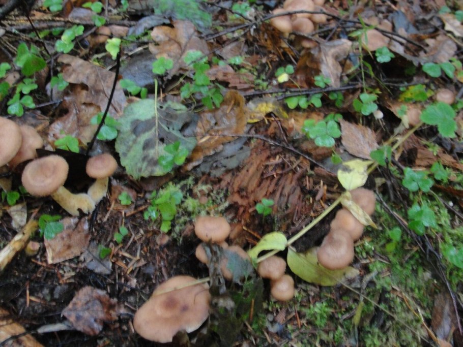 Опята с чем сочетается