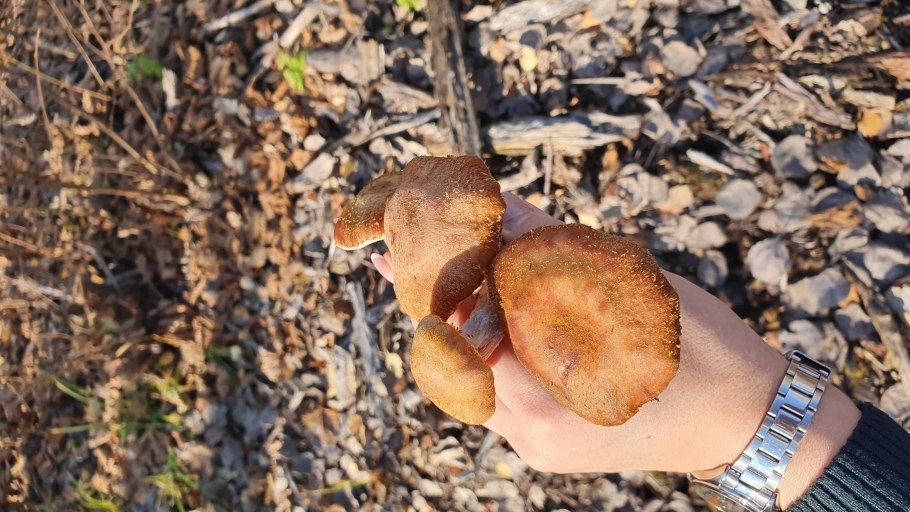 Опята грибы съедобные в Крыму